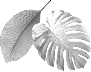 Palmier decor